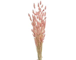 Trockenblumen Samtgras - Hasenschwanzgras Gräser 85cm Rosa 1 Bund