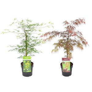 Acer Garnet & Emerald Lace - 2er Mix - Japanischer Ahorn - ⌀ 19cm -Höhe 80-90cm