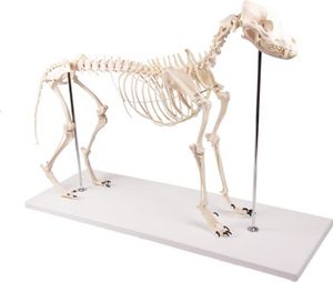 Hundeskelett natürliche Größe 90 x 16 x 65 cm