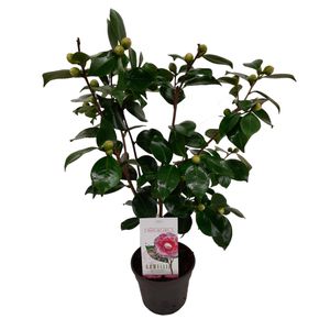 Camellia japonica Bonomiana 'Japonská ruža' - ⌀15cm - Výška 50-60cm