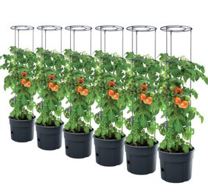 6x Tomatenpflanze Pflanzkübel Pflanzen Tomate 12L Garten Terrasse