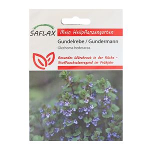 SAFLAX - Gundermann / Gundelreebe - Glechoma hederacea - 75 Semená