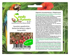 20x Sauerdorn Berberitze Berberis vulgaris Pflanzen - Samen #355