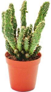 Opuntia tuniak - malá rastlina v 5,5 cm kvetináči