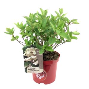 Plant in a Box - Hydrangea paniculata Wim's Red - Hortensie - Winterhart - Strauch - Gartenpflanze - Topf 19cm - Höhe 25-40cm