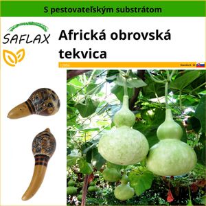 SAFLAX - Africká obrovská tekvica - Lagenaria siceraria - 15 Semená - S pestovateľským substrátom bez klíčkov