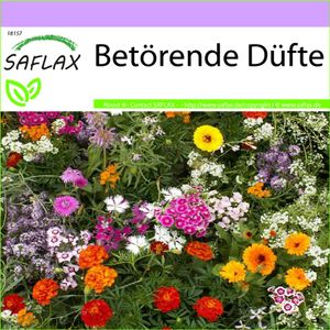 SAFLAX - Wildblumen: Betörende Düfte - 1000 Samen - 18 Wildflower Mix