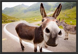 Lustiger Esel auf Straße in den Bergen im Schattenfugen Bilderrahmen / Format: 100x70 im Schattenfugen-Bilderrahmen / Kunstdruck auf hochwertigem Galeriekarton / hochwertige Leinwandbild Alternative