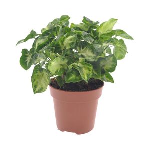 Grünpflanze – Purpurtute (Syngonium Podophyllum Pixie) – Höhe: 20 cm – von Botanicly