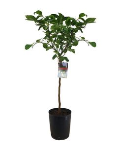 Plant in a Box - Citrus Limon - XL Zitronenbaum - Kübelpflanze - Terrassenpflanze - duftend -Topf 19cm - Höhe 100-120cm