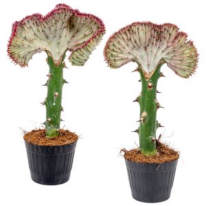 Euphorbia Lactea \'Cristata\' | Kaktus pro 2 Stück - Zimmerpflanze im Aufzuchttopf cm11 cm - ↕30 cm