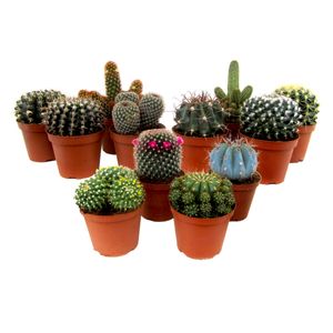Kaktus - Číslo 12 - Domáca rastlina - ⌀5,5cm - Výška 45570cm