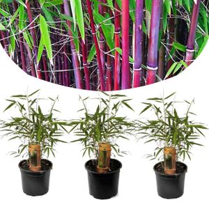 Plant in a Box - Fargesia scabrida 'Asiatisches Wunder' - 3er Set - Rote Bambus - Topf 13cm - Immergrün - Winterhart - Höhe 25-40cm