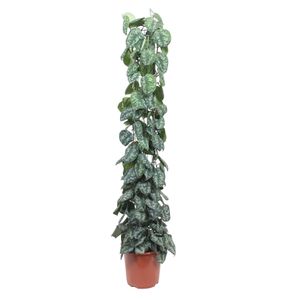 Grünpflanze – Efeutute (Scindapsus Pictus Trebie) – Höhe: 160 cm – von Botanicly
