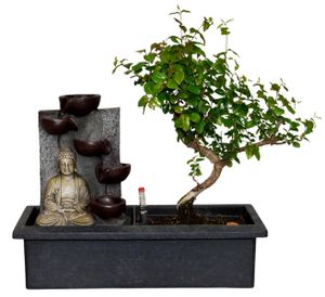 Zynesflora Bonsai Baum Wasserfall im Keramik - Höhe: 25 cm