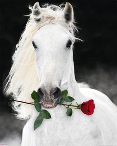 Pferd mit roter Rose Lipizzaner Tiere Animals Fotografie Mini Poster Plakat