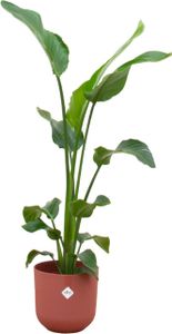 Oferta łączona - Kwiat rajskiego ptaka Nicolai w tym elho Jazz doniczka okrągła czerwona Ø23 - 100 cm