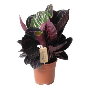 Plant in a Box - Calathea 'Dottie' - Korbmarante - Luftreinigende Zimmerpflanze - Schönen Blättern - Topf 17cm - Höhe 30-40cm