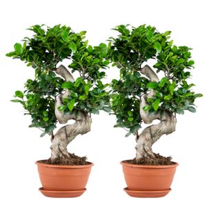 2x Ficus microcarpa \'Ginseng\' S-Form - Bonsai - Zimmerpflanze - ⌀22 cm - ↕60-70 cm