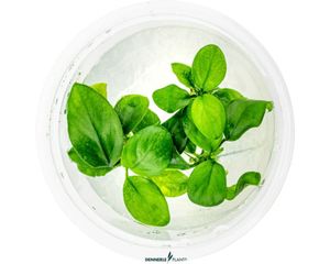 Zwergspeerblatt - Anubias barteri nana In-Vitro