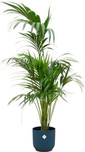 Kentiapalme - Forstersche Kentia - Zimmerpflanze -  Ø30cm - ↨180cm + Topf Vibes Fold Blau