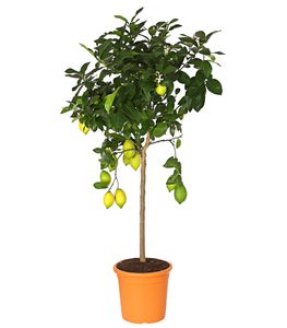 Dehner Zitronenbaum 4-Jahreszeiten, Stämmchen, ca. 100 cm, Ø Topf 26 cm, Zitruspflanze