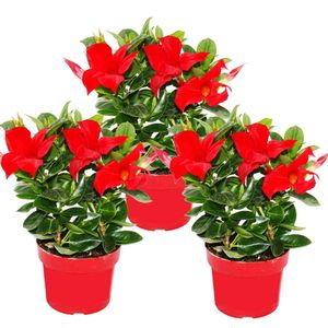Dipladenia - Cílsky jazmín - 10cm kvetinác - sada 3 rastlín - cervená
