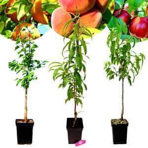 Set mit 3 exotischen Obstbäumen – 1 Aprikose, 1 Pfirsich, 1 Nektarine – Höhe 100 cm – 5-Liter-Topf – Mix B