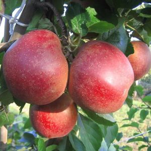 Roter Boskoop Apfelbaum - Halbstamm Topfballen (Versandzeit: ganzjährig)