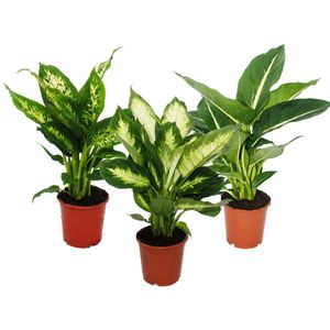 Dieffenbachie - 3er Set mit 3 versch. Sorten - Zimmerpflanzen - Topfpflanze für Anfänger