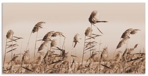 ARTland Wandbild Alu für Innen & Outdoor Gräser Größe: 40x20 cm