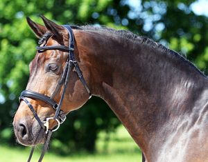 Euroriding Trense SUPER SOFT schwed. Reithalfter schwarz Pony