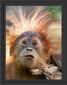 Lustiger Baby Orang-Utan mit Rinde im Schattenfugen Bilderrahmen / Format: 38x30 im Schattenfugen-Bilderrahmen / Kunstdruck auf hochwertigem Galeriekarton / hochwertige Leinwandbild Alternative