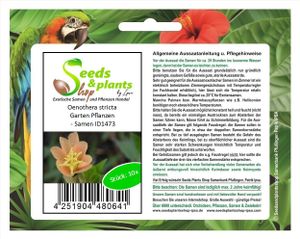 10x Oenothera stricta Aufrechte Nachtkerze Garten Pflanzen - Samen ID1473