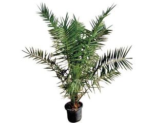 Ďatľovník kanársky FloraSelf Phoenix canariensis výška 100-125 cm kvetináč Ø 20 cm