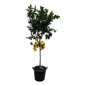 Trendyplants - Citrus Lemon - Zitronenbaum - Höhe 250-270 cm - Topfgröße Ø50cm