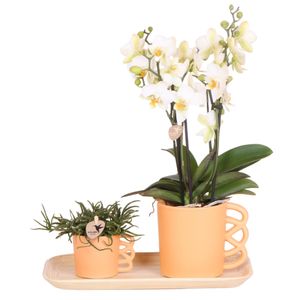 Kolibri Orchids | Plantenset Optimisme Small| Groene Planten Met Witte Phalaenopsis Orchidee In Optimism Sierpotten En Witte Dienblad