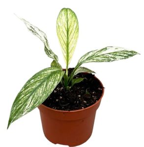 Grünpflanze – Einblatt (Spathiphyllum Sensation Variegata) – Höhe: 15 cm – von Botanicly