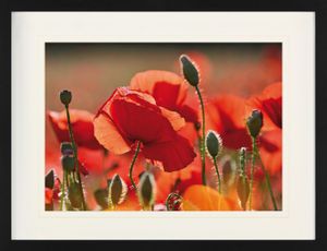 Mohnblumen Gerahmtes Poster Für Fans Und Sammler - Rote Mohnblumen, Blüten Und Knospen (60 x 80 cm)