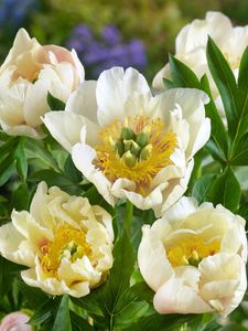 Paeonia 'Prairie Charm', Pfingstrose, gelb, 5-7,5 Liter Container