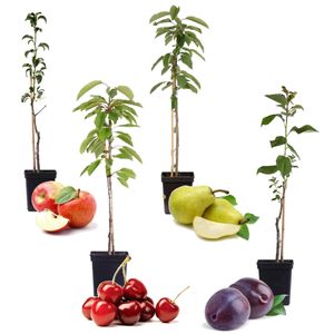 Plant in a Box - 4er Set Säulenobstbäumen - Kirschbaum, Birnenbaum, Apfelbaum, Pflaumenbaum - Topf 9cm - Höhe 60-70cm