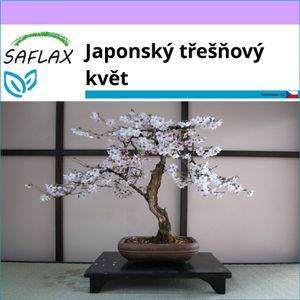 SAFLAX - Japonský třešňový květ - Prunus serulata - 30 Semena