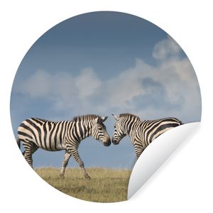 Fototapete - Rund - Verliebte Zebras - Ø 100 cm - Selbstklebend