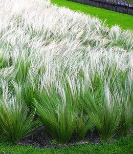 BALDUR-Garten Mädchenhaargras Federgras, 3 Pflanzen Engelshaargras winterhart Garten-Ziergräser, winterharte Staude, trockenresistent, mehrjährig, blühend, Stipa borysthenica