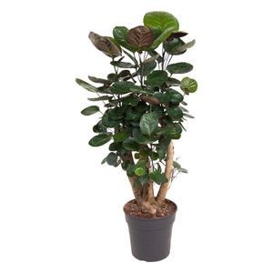 Trendyplants - Polyscias Fabian - Aralia - Zimmerpflanze - Höhe 80-100 cm - Topfgröße Ø24cm