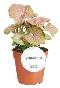 Grünpflanze – Neon-Philodendron (Syngonium Neon) – Höhe: 25 cm – von Botanicly