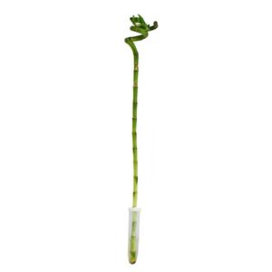 Lucky Bamboo 'Lucky Bamboo' - spirala - w tubie - Dracaena Sanderiana - ok. 40 cm wysokosci