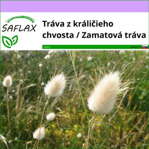 SAFLAX - Tráva z králičieho chvosta / Zamatová tráva - Lagurus ovatus - 100 Semená