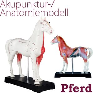Akupunktúra anatómia TCM kôň telo model obrázok akupunktúra model učebná pomôcka kôň zviera sval model naturopatia 114 akupunktúra body učebné model MedMod