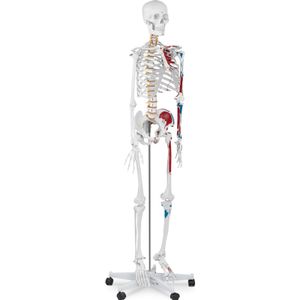 physa Model kostry člověka v životní velikosti - 180 cm - s barevným značením